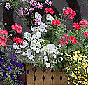 Window Box Flowers