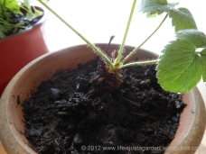 Crown of strawberry plant.