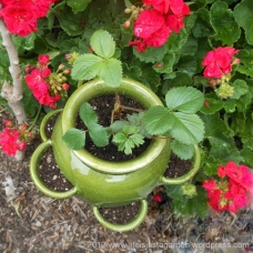 Strawberry pot with cups for runners.